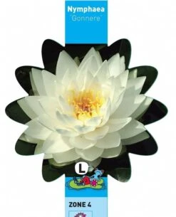 Witte Waterlelie (Nymphaea Gonnere) Waterlelie -Vijverbenodigdheden witte waterlelie nymphaea gonnere waterlelie 3 0 730x900