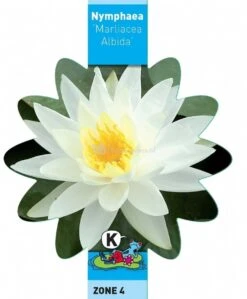 Witte Waterlelie (Nymphaea Marliacea Albida) Waterlelie -Vijverbenodigdheden witte waterlelie nymphaea marliacea albida waterlelie 3 0 744x900