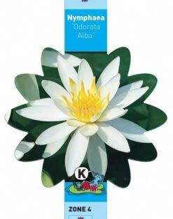 Witte Waterlelie (Nymphaea Odorata Alba) Waterlelie -Vijverbenodigdheden witte waterlelie nymphaea odorata alba waterlelie 3 0 709x900