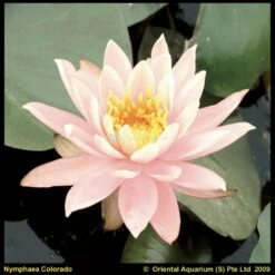 Zalmroze Waterlelie (Nymphaea Colorado) Waterlelie